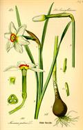 pheasant's eye narcissus